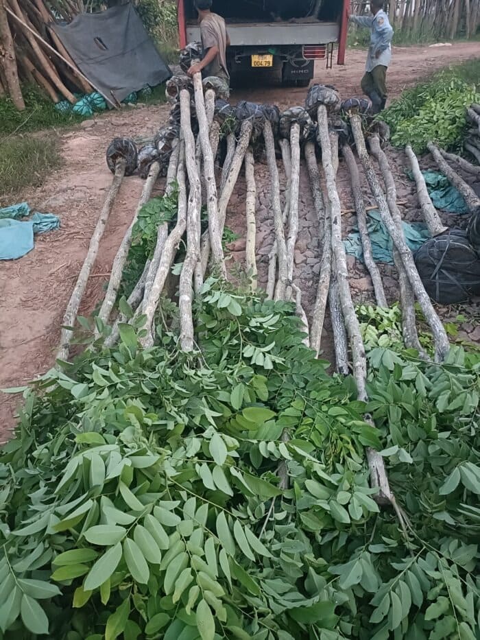 Cây Osaka hoa vàng công trình (muồng hoàng yến) 15 giá cây osaka vàng công trình