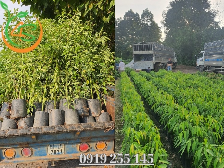 Địa Chỉ Cung Cấp Giống Cây Trồng Miền Nam Uy Tín, Chất Lượng 2 giống cây trồng miền nam