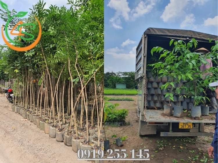 Địa Chỉ Cung Cấp Giống Cây Trồng Miền Nam Uy Tín, Chất Lượng 3 giống cây trồng miền nam