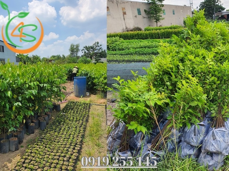 Địa Chỉ Cung Cấp Giống Cây Trồng Miền Nam Uy Tín, Chất Lượng 4 giống cây trồng miền nam