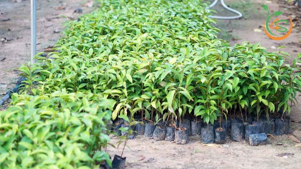 Cây Vú Sữa 16 cây vú sữa giống