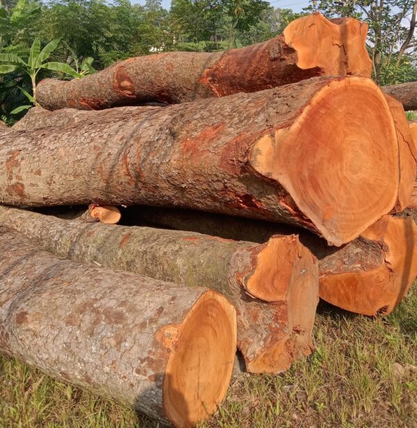 Cây Xà Cừ (sọ khỉ) 9 Gỗ cây xà cừ