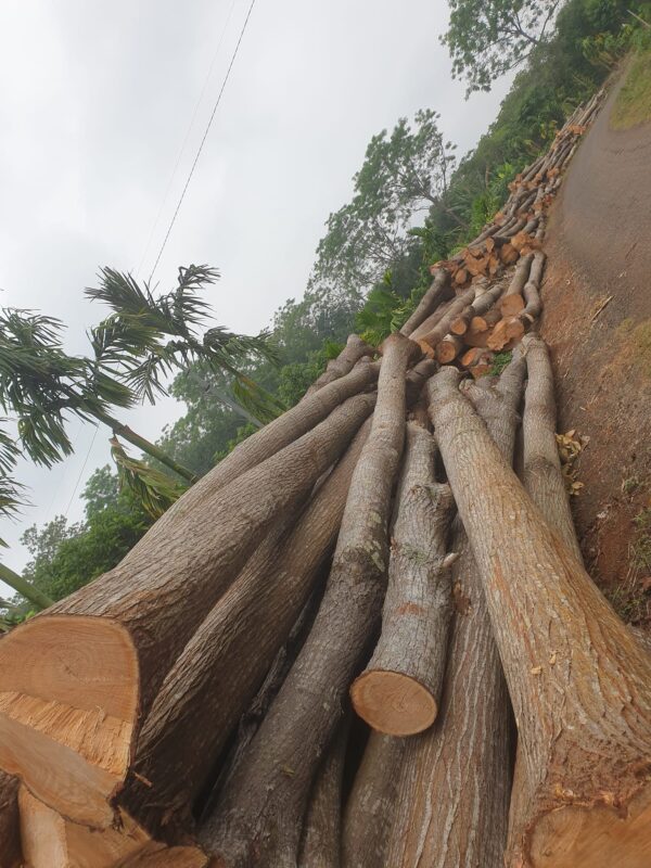 Cây Xoan Đào 6 Gỗ xoan đào