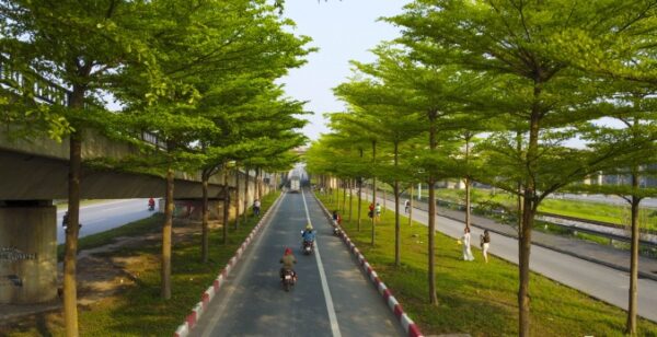 Cây bàng Đài Loan công trình (bàng lá nhỏ) 8 cây bàng đài loan