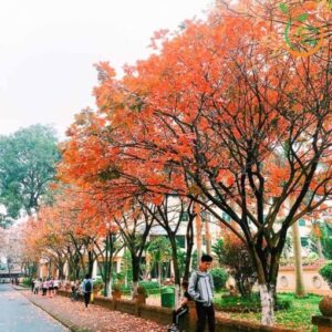 cây hoa lộc vừng công trình