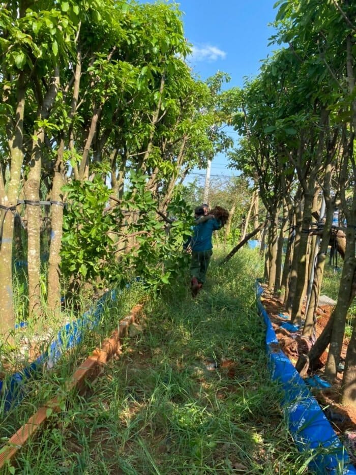 Cây lộc vừng công trình 11 Cây Lộc vừng tại vườm ươm