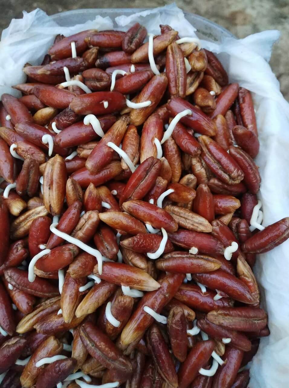 Cây Chà Là 12 Hạt giống chà là nảy mầm