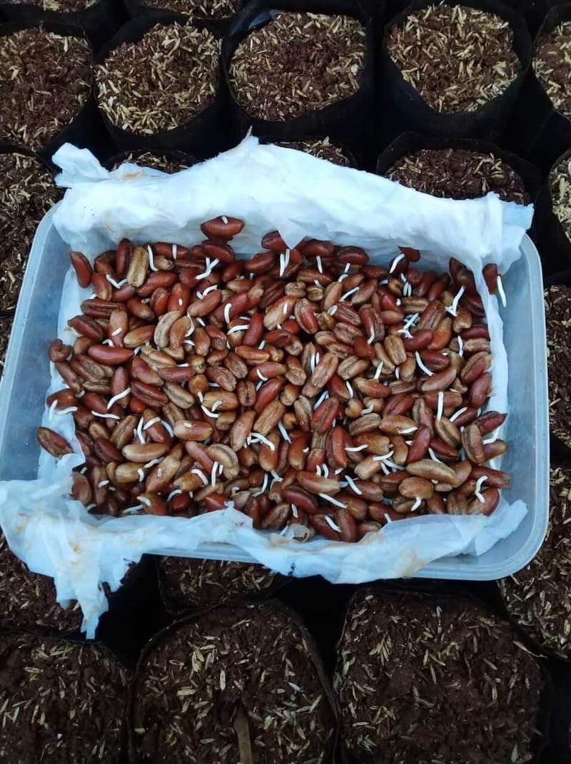 Cây Chà Là 11 Hạt chà là giống nảy mầm