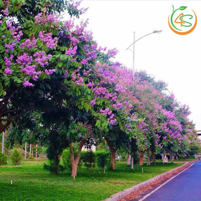 Cây bằng lăng tím công trình 12 hinh-anh-cay-bang-lang-cong-trinh-dep-duong pho