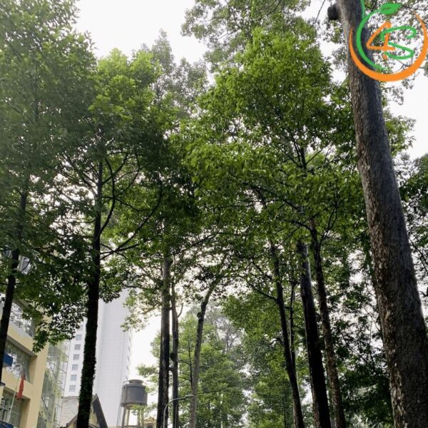 Cây dầu rái công trình 8 hinh-anh-cay-dau-rai-cong-trinh-2