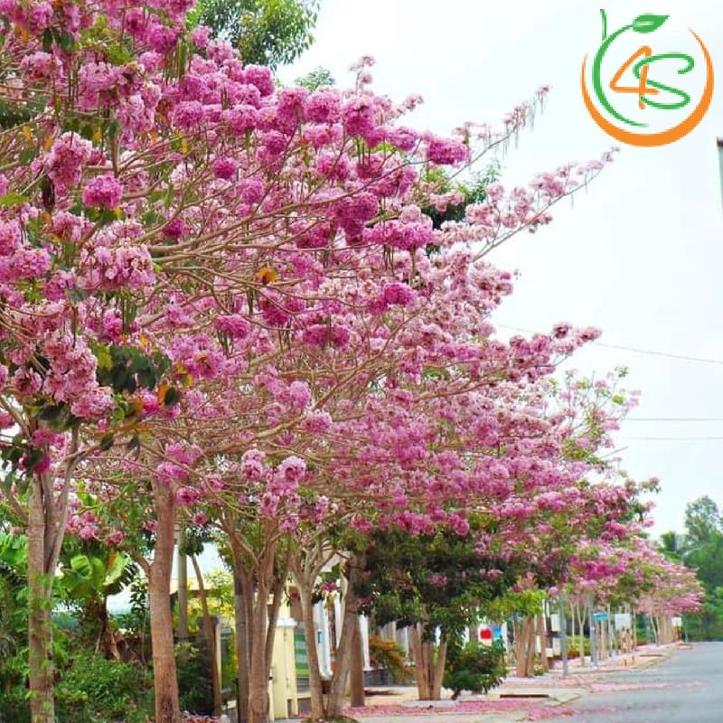 Cây kèn hồng công trình 11 Hàng cây kèn hồng công trình ra hoa