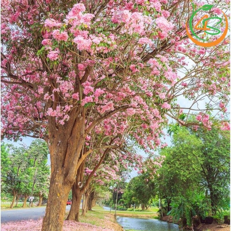 Cây kèn hồng công trình 8 hinh anh cay ken hong cong trinh