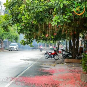 cây hoa lộc vừng công trình bóng mát