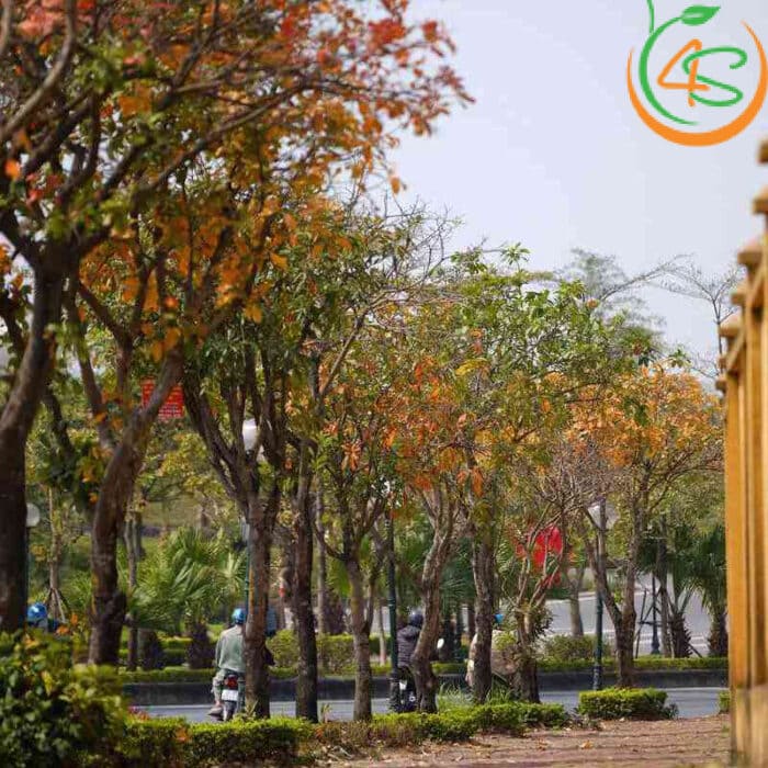 Cây lộc vừng công trình 9 Hàng cây lộc vừng mùa thay lá