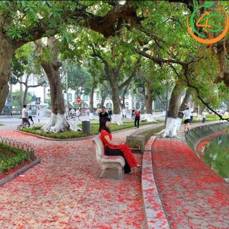 Cây lộc vừng công trình 10 Hình ảnh câu lộc vừng công trình