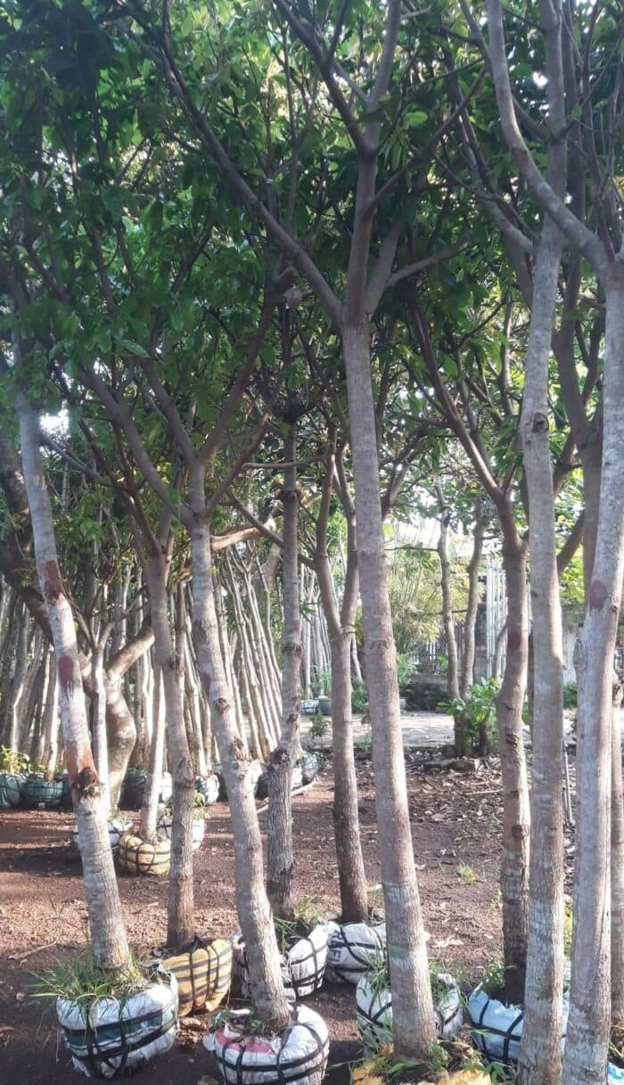 Cây lộc vừng công trình 12 Cây Lộc vừng tại vườm ươm