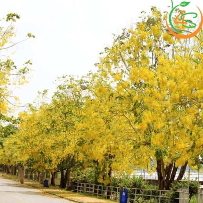 Cây Osaka hoa vàng công trình (muồng hoàng yến) 11 giá cây muồng hoàng yến