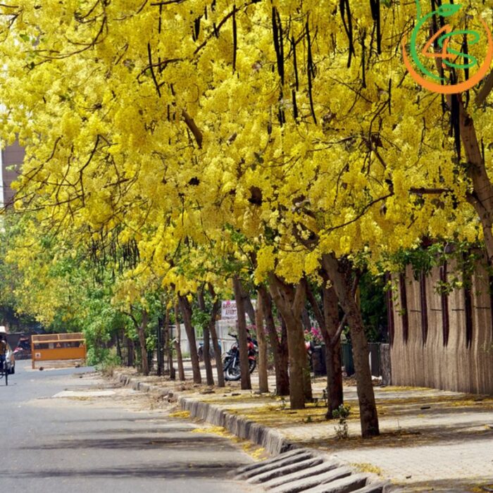 Cây Osaka hoa vàng công trình (muồng hoàng yến) 12 cây muồng hoàng yến vàng