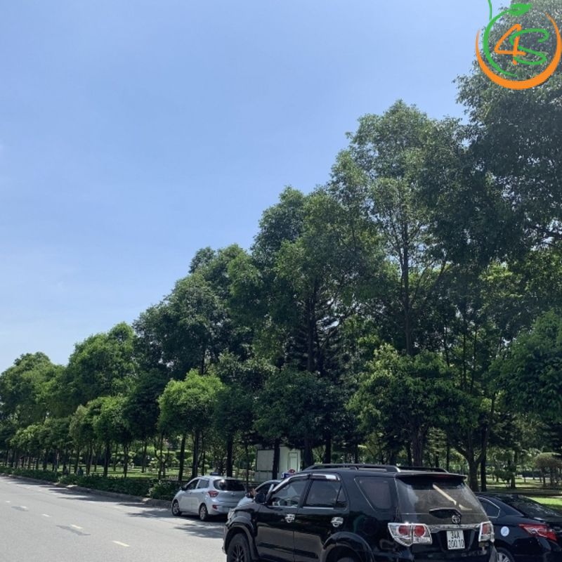 Cây sao đen công trình 9 báo giá cây sao đen công trình