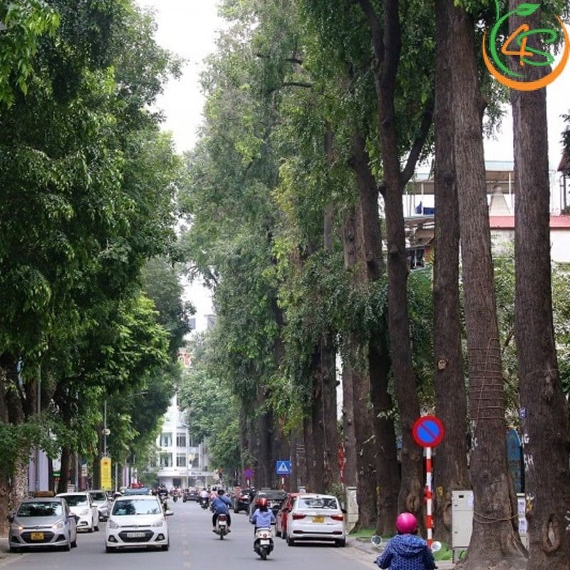 Cây sao đen công trình 10 Cây sao đen cổ thụ