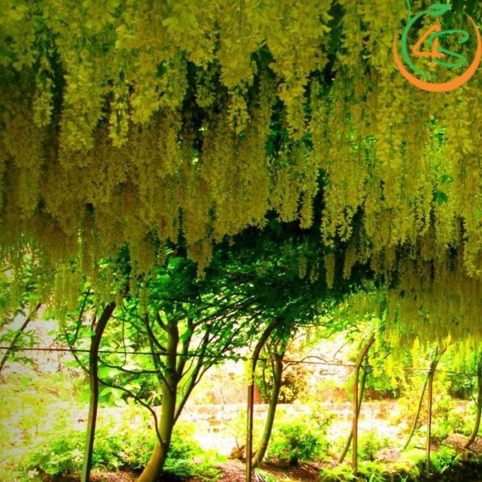 Cây Osaka hoa vàng công trình (muồng hoàng yến) 13 hoa osaka vàng