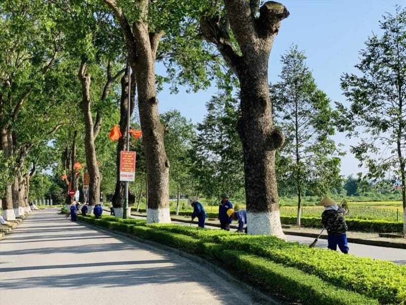 Cây xà cừ công trình 8 Hàng Cây Xà cừ công trình cổ thụ
