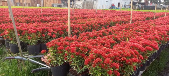 Cây Trang Đỏ 11 hoa bong trang do 1 e1703589074223