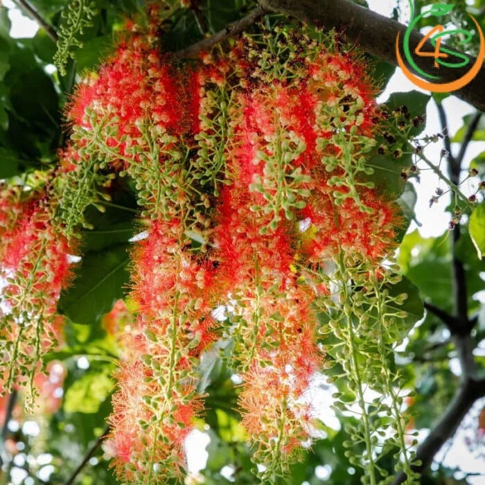 Cây lộc vừng công trình 8 hoa cây lộc vừng công trình