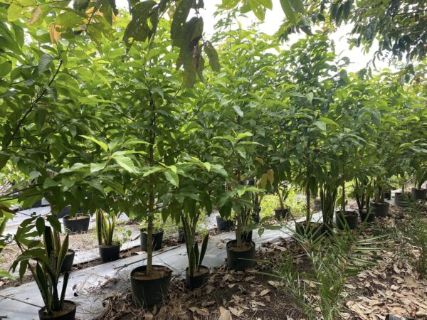 Cây Hoàng Lan 9 Chậu cây Hoàng Lan giống