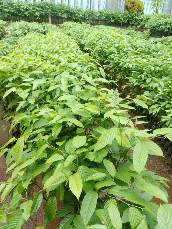 Cây Hoàng Lan 12 giống cây hoàng lan