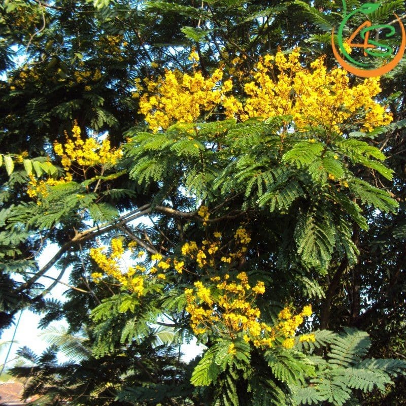 Cây lim xẹt công trình 8 Cây Lim Xẹt công trình