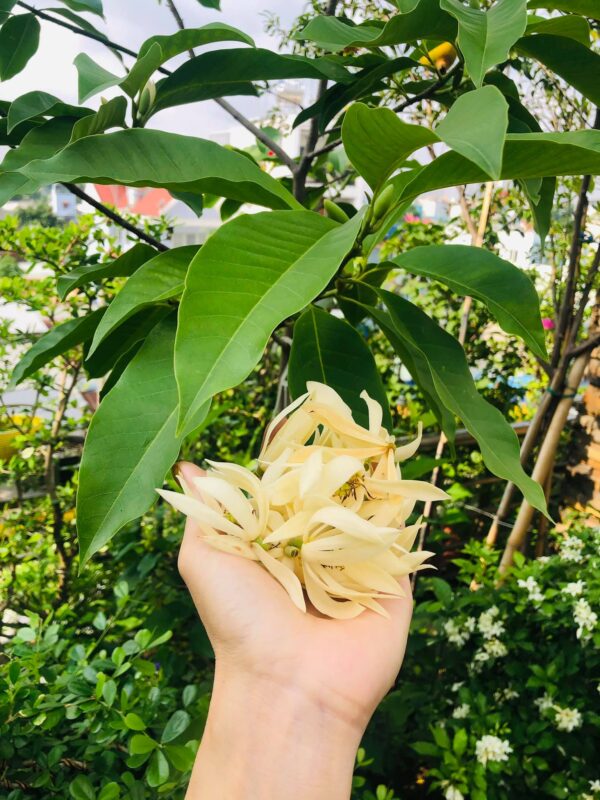 Cây Ngọc Lan 10 cây giống hoa ngọc lan