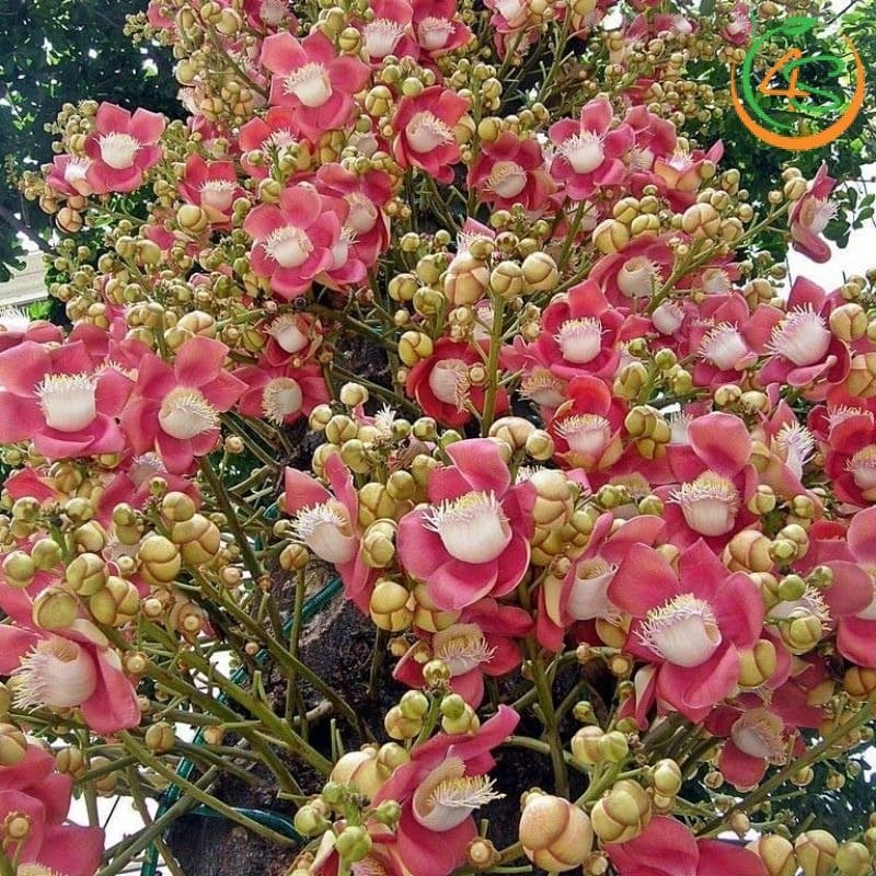 Cây sala công trình (thala) 9 Hoa Sala