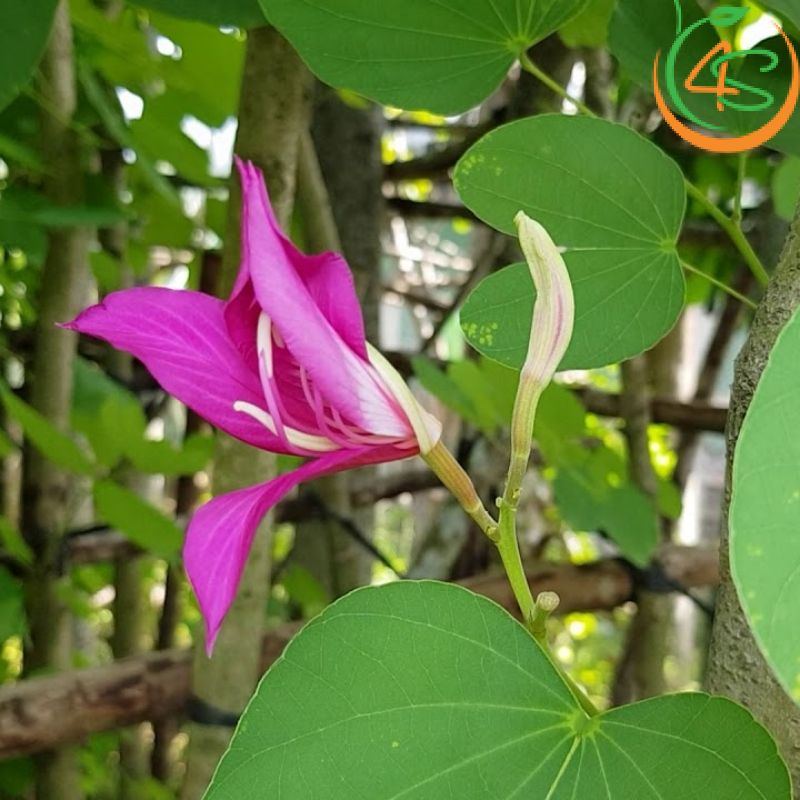 Cây Móng Bò Tím Công Trình (Cây Hoa Ban Tím) 8 Cây Móng Bò công trình