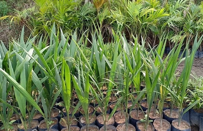 Cây Cau Vua 7 Huong-dan-trong-cay-cau-vua