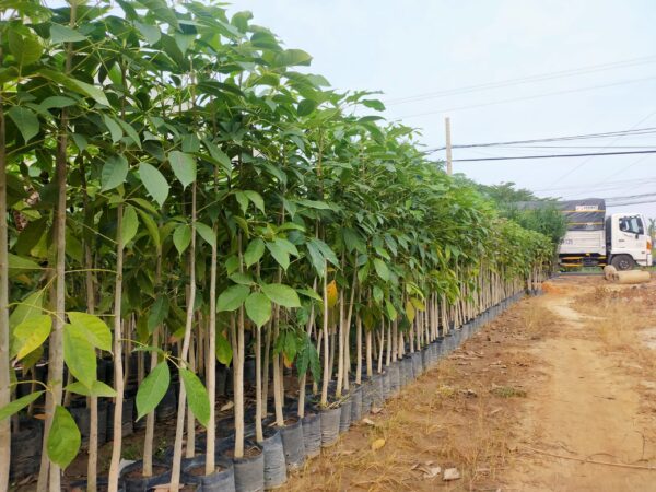 Cây Kèn Hồng 13 giống hoa kèn hồng