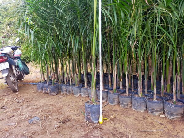 Cây Cau Vua 5 cây cau vua giống - cây giống 4S