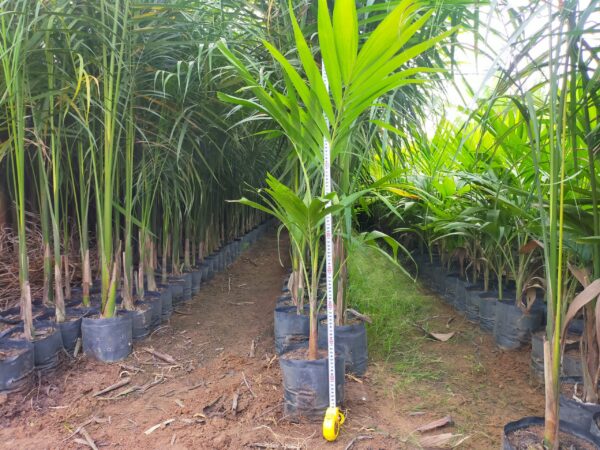 Cây Cau Vua 8 cây cau vua cảnh