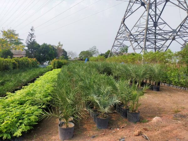 Cây Chà Là 17 cây chà là giống