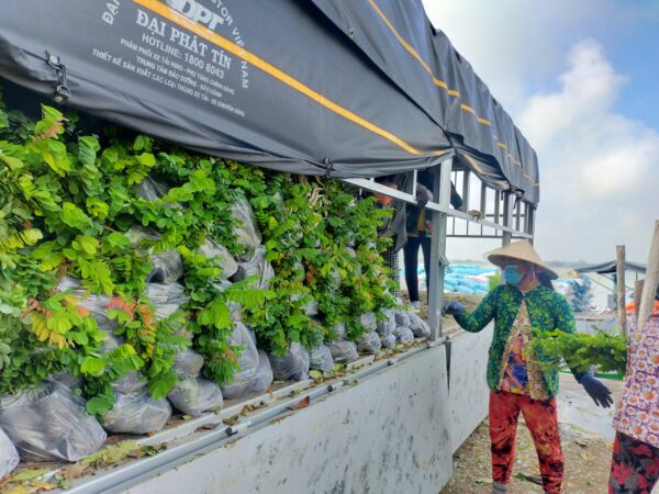 Cây Cẩm Lai 12 IMG20220323081801 scaled e1699760296938