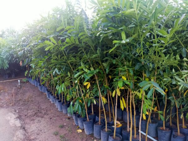 Cây Xà Cừ (sọ khỉ) 10 bán cây xà cừ giống