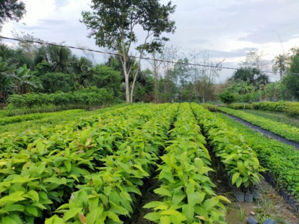 Cây Dầu Rái 11 cây giống dầu rái