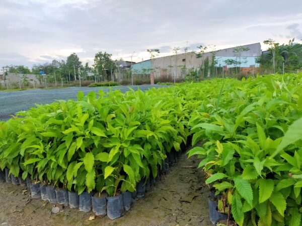 Cây Hoàng Yến 12 Cây Hoàng Yến - Cây giống 4S