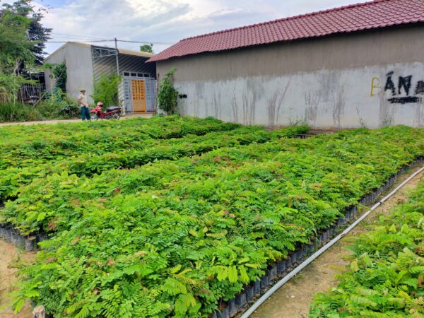 Cây Cẩm Lai 14 IMG20220406164321 scaled e1699760161122