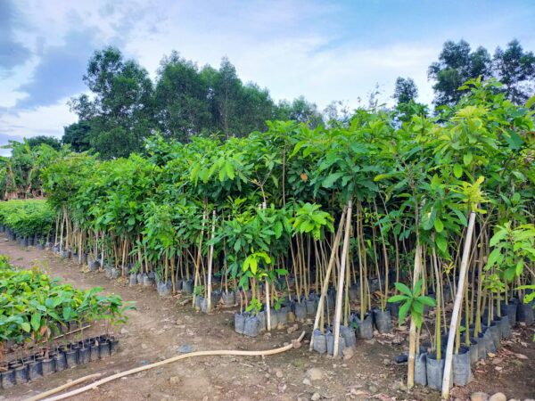 Cây Lộc Vừng 10 cây giống lộc vừng