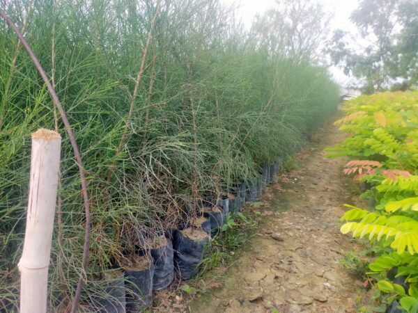 Cây Phi Lao 11 báo giá cây phi lao tại cây giống 4S