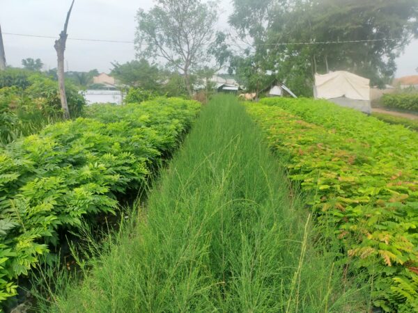 Cây Phi Lao 7 giống cây phi lao