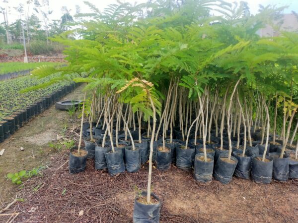 Cây Lim Xẹt 12 chăm sóc cây lim xẹt