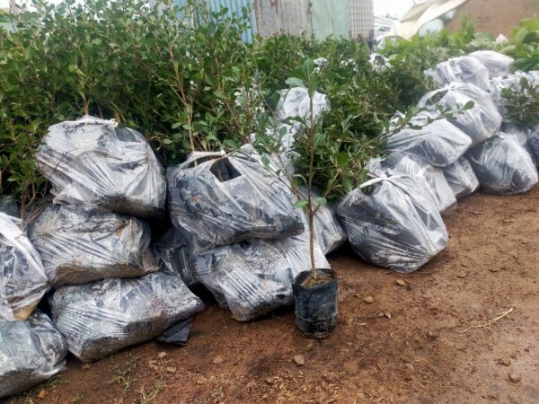 Cây Bàng Đài Loan (bàng lá nhỏ) 10 bán cây bàng đài loan giống