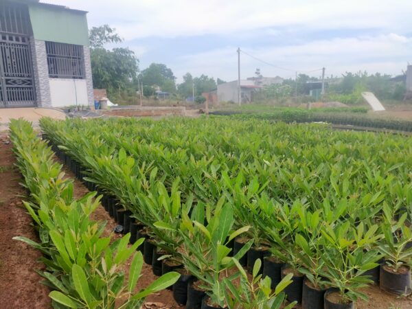 Cây Chuông Vàng (huỳnh liên) 15 Giống cây chuông vàng